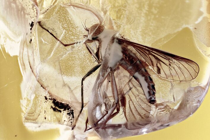 Detailed Fossil Predatory Snipe Fly (Rhagionidae) In Baltic Amber #315387